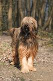 BRIARD 213